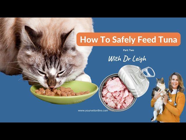 Tips To Safely Feed Cats Tuna