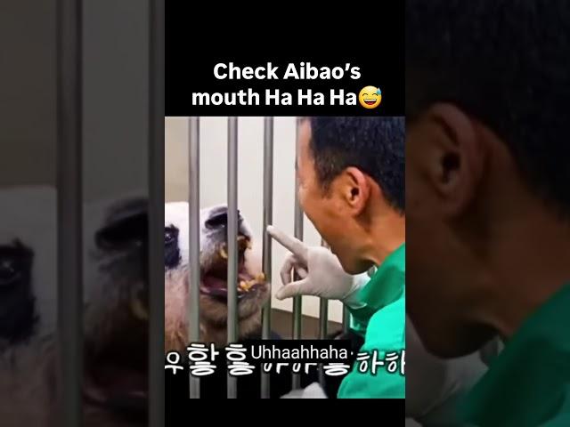 Check Aibao’s mouth #mouth #check #aibao #father #panda #boca #bouche#検査 source#@ppuppatv  in Yutube