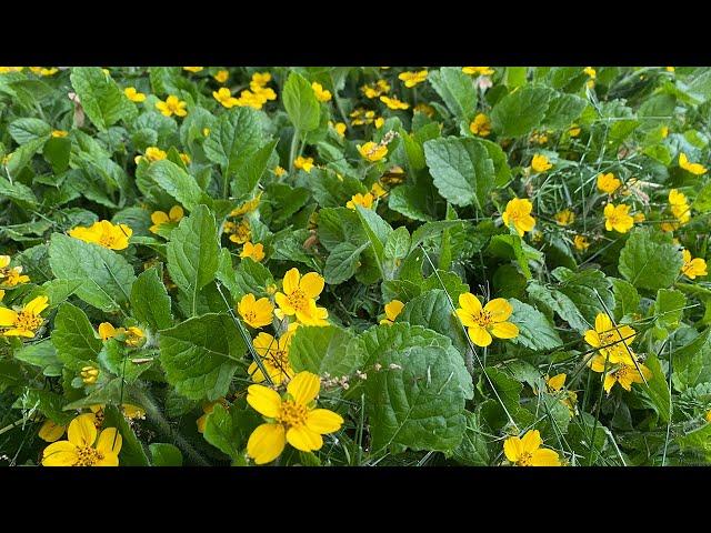 Native Ground Cover That is Weed and Deer Resistant Includes 3 Design Examples