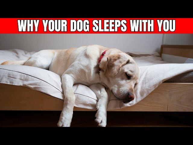 Why Does Your Dog Sleep with You? - What Your Dog's Sleep Spot Reveals About Your Connection