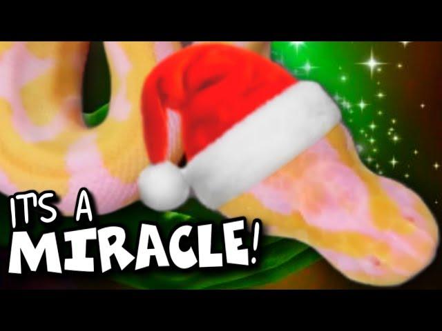 CHRISTMAS MIRACLE! NO EYED SNAKE ATE!!! (HELEN) | BRIAN BARCZYK
