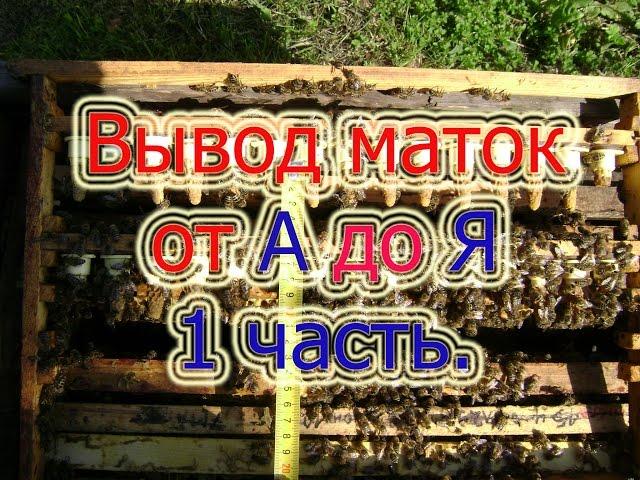 1 часть. ВЫВОД РАННИХ МАТОК ОТ А ДО Я ИЗ 7 ЧАСТЕЙ, ДЛЯ НАЧИНАЮЩИХ. ПОДГОТОВКА СЕМЬИ .