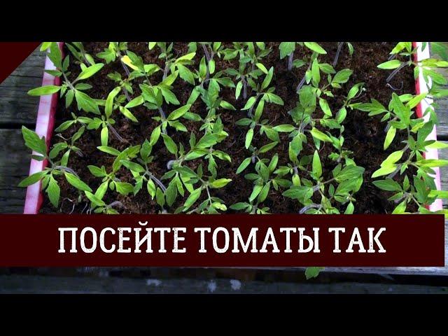 Посев семян томатов на рассаду. Мой проверенный способ