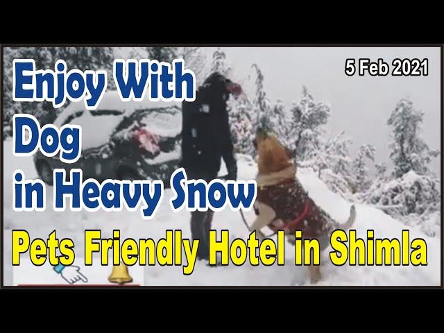 Enjoy With Dog In Snow, Snowfall in Shimla, Pets Friendly Hotel In Shimla