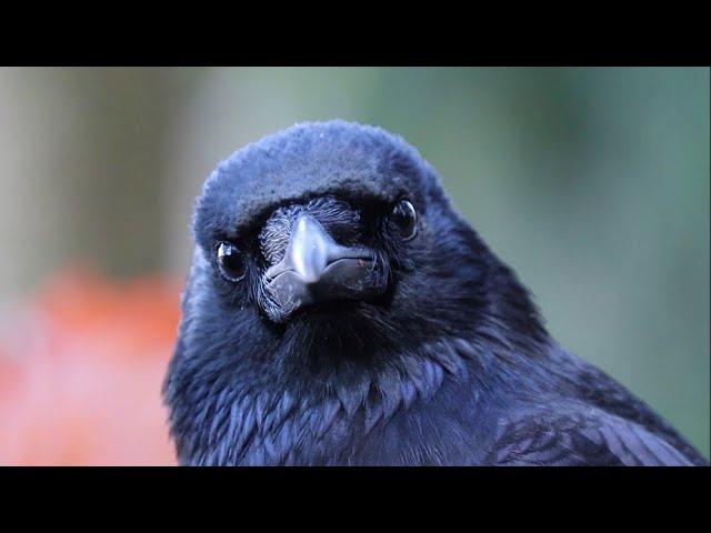 Young Crows Playing In November Forest - Beautiful Crows Close Up