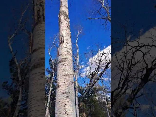 Minnesota Winter Hike Sounds #minnesota #hiking #winter #perfect #weather
