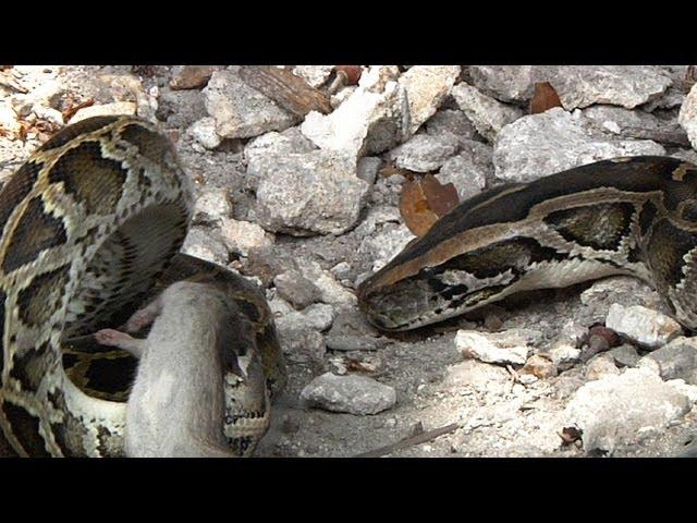 Python vs Python 01, Two Pythons Fighting