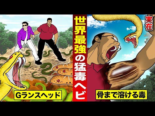 【実在】世界最強の猛毒ヘビ…Gランスヘッド。骨まで溶かす。