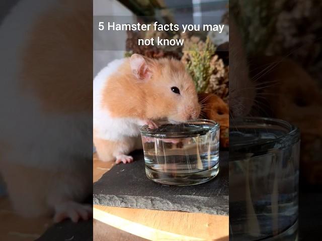 Things Hamster Owners  Need to Know! - Important Hamster Facts - TikTok Trend Hamster Edition ️