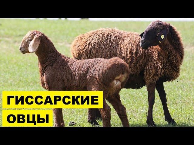 Разведение Гиссарских овец как бизнес идея | Овцеводство | Гиссарские овцы и бараны