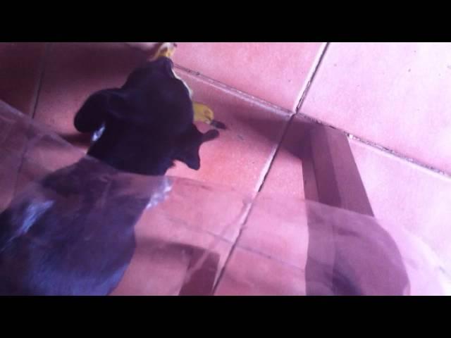 cachorro come banana.