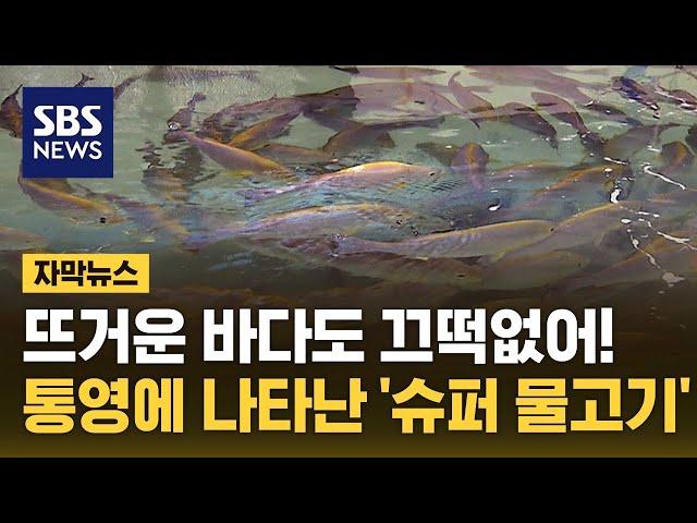 뜨거운 바다도 끄떡없다…통영에 나타난 '슈퍼 물고기' (자막뉴스) / SBS