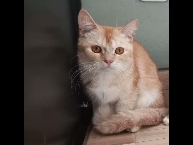 #availabletoadopt #cindmillshop #cindmillfamily #cat #adoption #jakartaonly #instantcourier