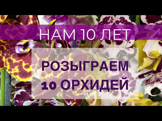 Обзор поставкиНАМ 10 ЛЕТрозыграем 10 орхидей/