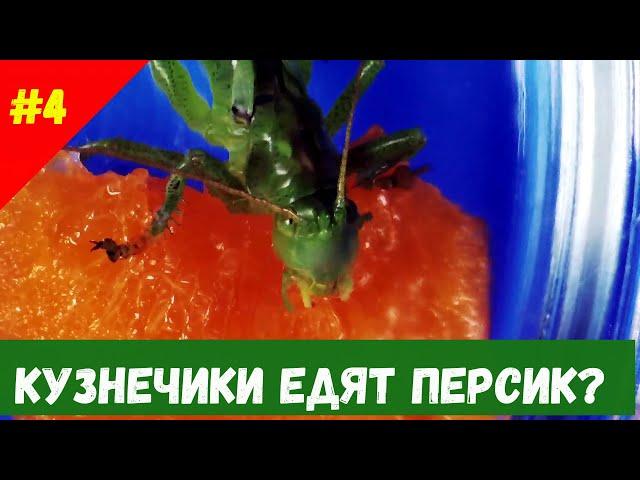 Кормим кузнечика персиком. Кузнечик крупным планом.