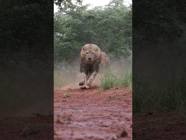 LIONS- Terrifying, Majestic Kings of the Jungle!