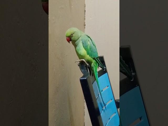parrot ecstasy  #birdsounds #talkingparot