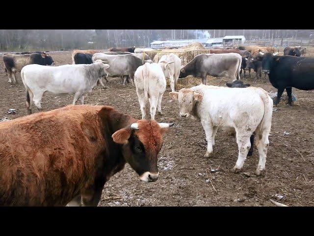 Содержание Костромской породы коров в Костромской области.