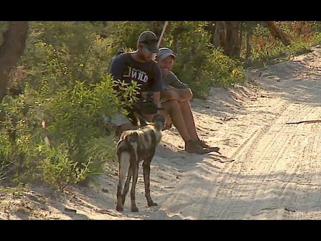 James Hendry meets wild dogs on foot