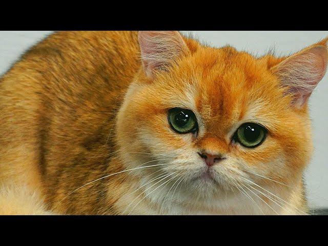 Give me trouble you get the bubble | British Shorthair