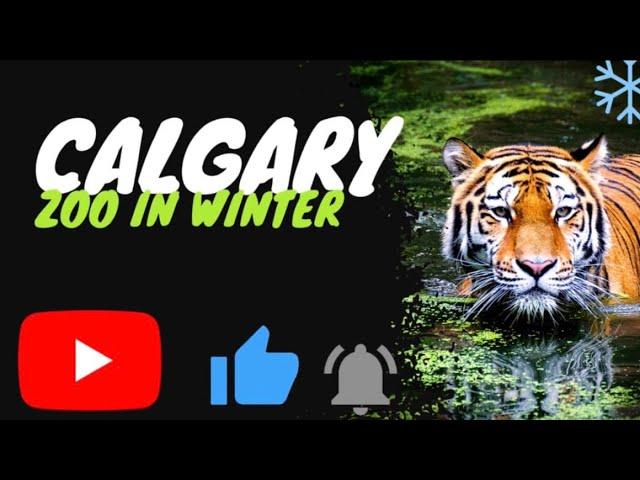 The chilling beauty of Calgary Zoo in the winter