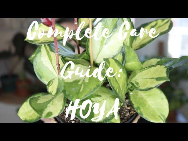 COMPLETE CARE GUIDE: HOYA | LULU'S LEAVES