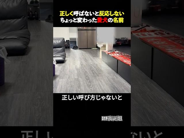 名前を勘違いした愛犬