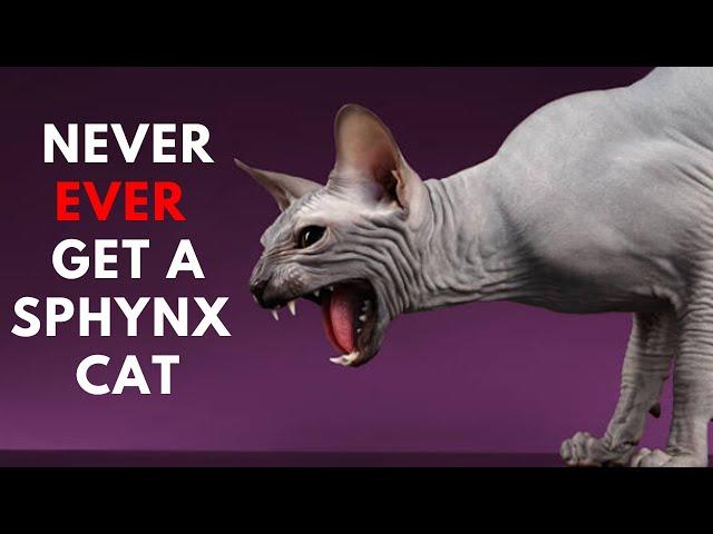 11 Reasons Why You should NEVER EVER Own A Sphynx Cat