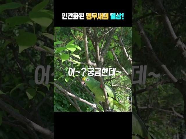 앵무새 통역사 시험