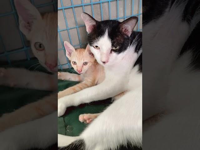 Very Sweet Cat Couple