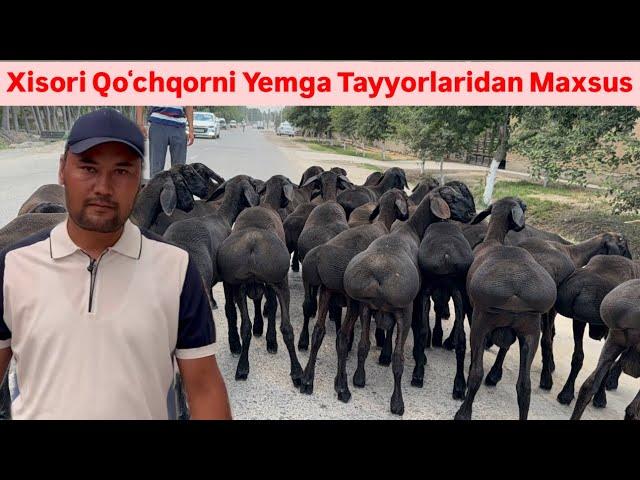 Alisher aka Fermasiga 70ta Xisori Keldi,200mindan arzon Qoʻylar