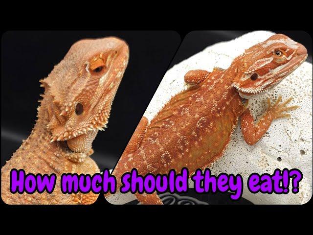 Bearded Dragon Health | Feeding Schedule By Age/Weight