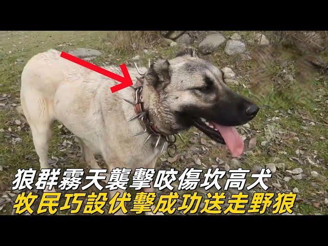 狼群霧天襲擊咬傷坎高犬，牧民巧設伏擊在樹林中成功送走野狼#animals #nature #坎高犬 #牧羊犬 #狼群 #狼