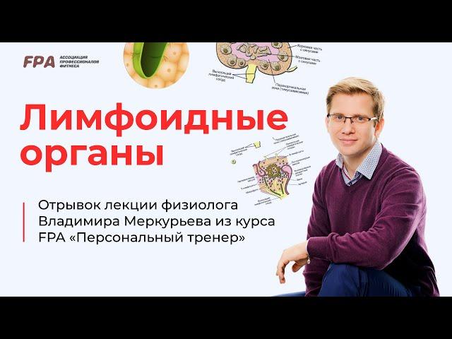 Лимфоидные органы | Владимир Меркурьев (FPA)