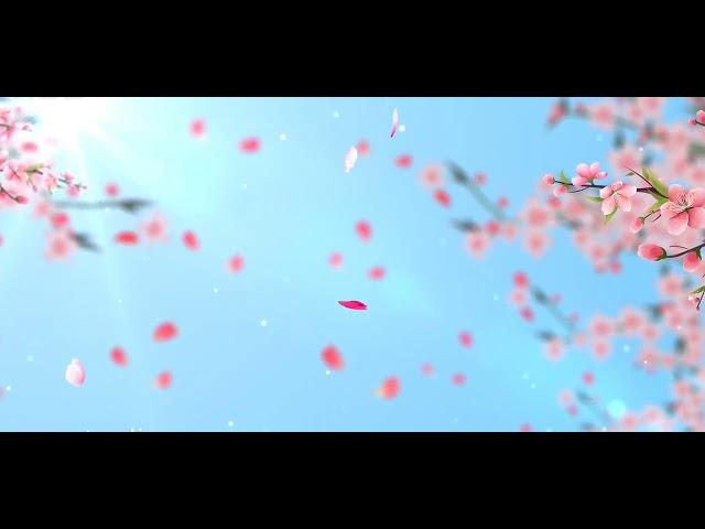 Simple wedding peach blossom Falling flower background video