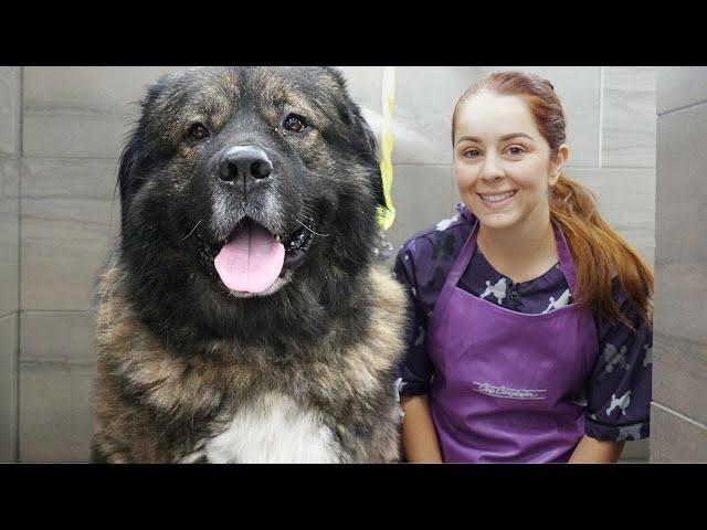 Why would ANYONE want a Caucasian Shepherd?