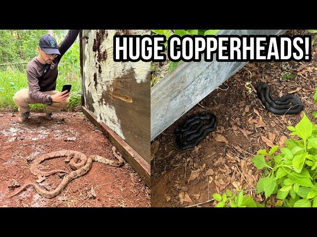 Finding HUGE Copperheads in Metro Atlanta! Tin Flipping and Biking For Snakes in Georgia!