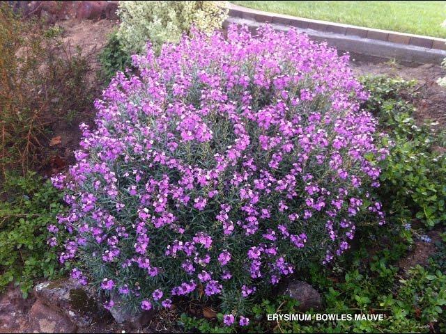 Erysimum linifolium 'Bowles Muave'  - Wallflower 'Bowles Muave'