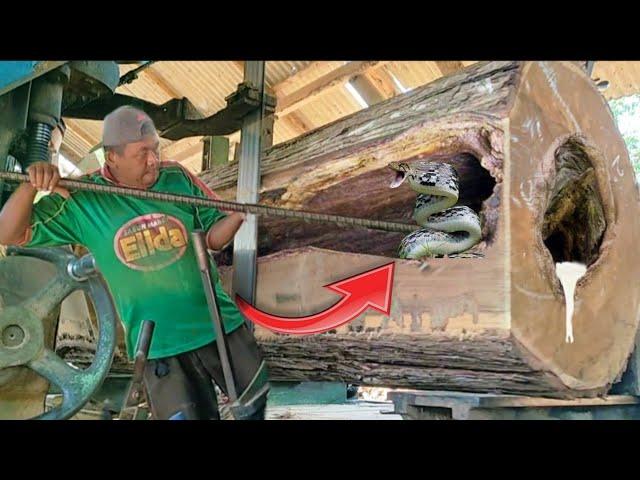 Dare to do this!! Defying death to saw acacia wood worth 30 million snake nest