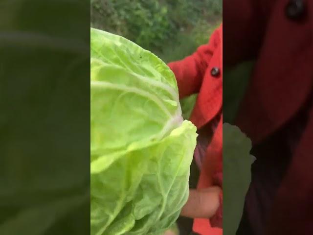 See how my family grows Chinese cabbage #farming #vegegarden #garden