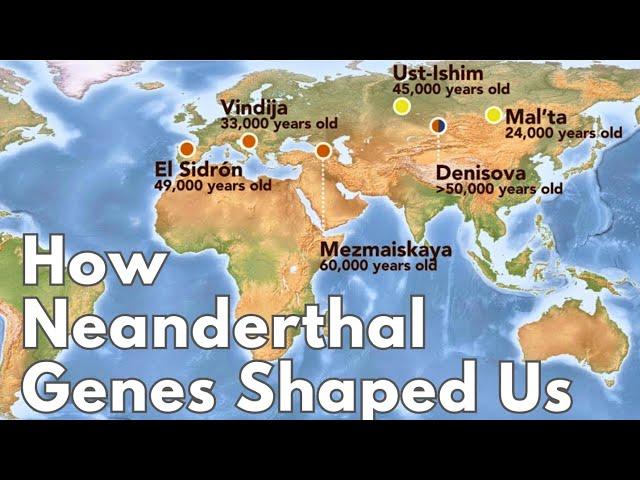 How Neanderthal Genes Shaped Humanity