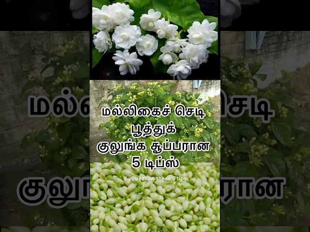 மல்லிகைச் செடி பூத்துக் குலுங்க சூப்பரான 5 டிப்ஸ் / #jasmine #shortsfeed #shorts