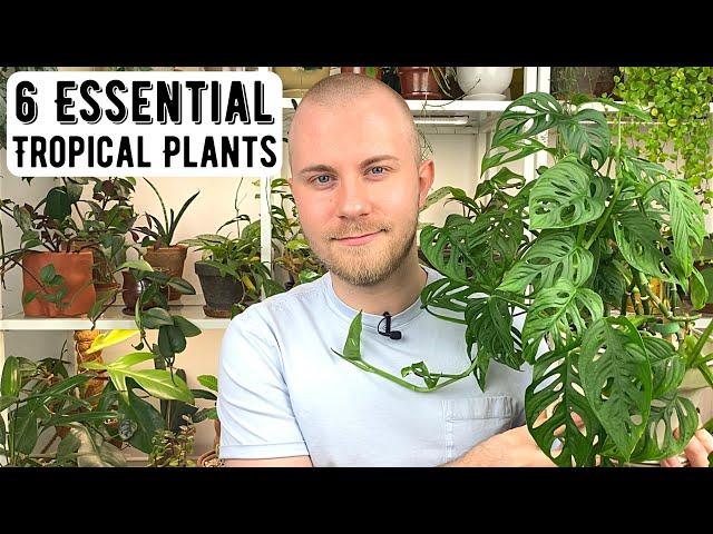 6 Essential Houseplants For A TROPICAL Indoor Jungle