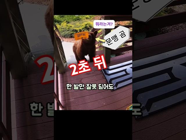 미국 주택과 곰의 끝없는 대결