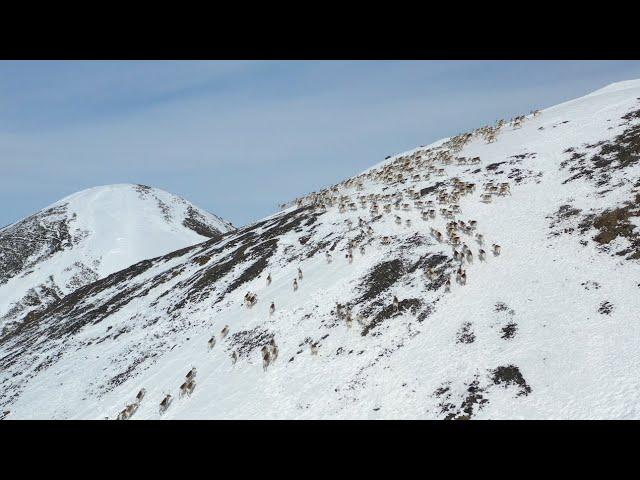 Deers on mountains