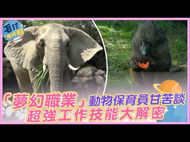 「夢幻職業」動物保育員甘苦談 超強工作技能大解密