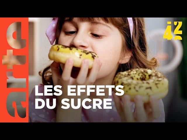 Le sucre nous rend-il bêtes ? | 42 - La réponse à presque tout | ARTE