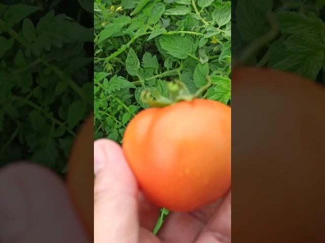 Ранний  томат. Самые первые красные помидоры собираем этого сорта.Кузбасс #томаты#раннийсотртомата