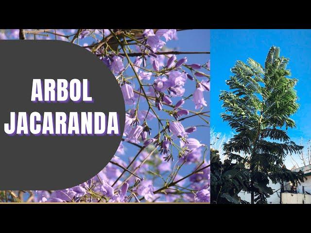 ARBOL JACARANDA CUIDADOS Y CONSEJOS