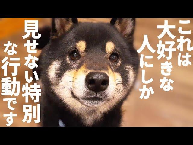 柴犬が一番信頼している最愛の人にだけ見せる行動、これはなかなか見れないです。【黒柴犬】【shiba inu】【豆柴】